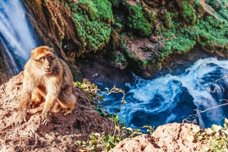 From Marrakech: Ouzoud Waterfalls Guided Hike and Boat Trip - Guided Hike and Tour