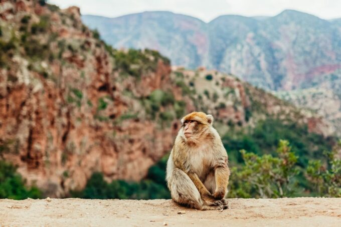 From Marrakech: Ouzoud Waterfalls Guided Hike and Boat Trip - Important Considerations