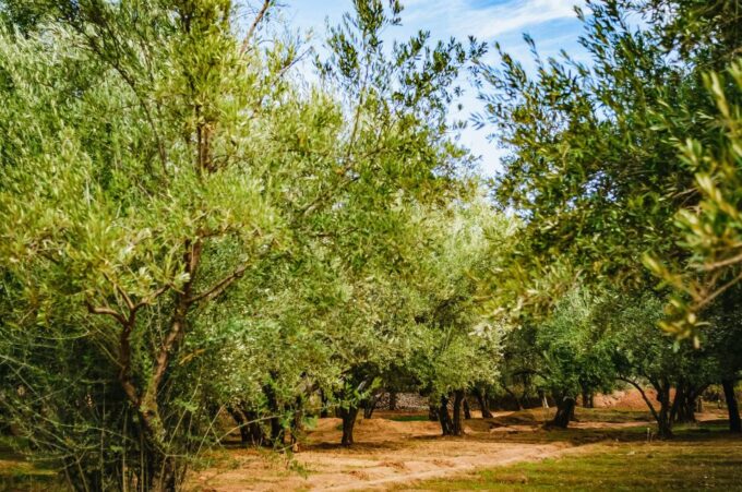 From Marrakech: Ouzoud Waterfalls Guided Hike and Boat Trip - Frequently Asked Questions