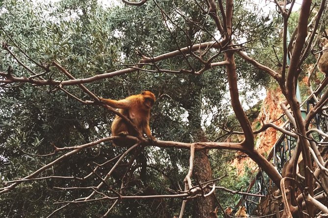 From Marrakech: Ouzoud Waterfalls Guided Tour & Boat Ride - Tour Schedule and Operating Hours