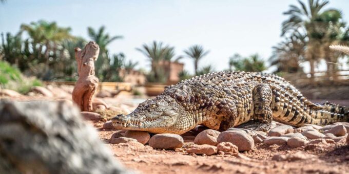 From Marrakech : Private 1-Day Trip To Agadir City - Frequently Asked Questions