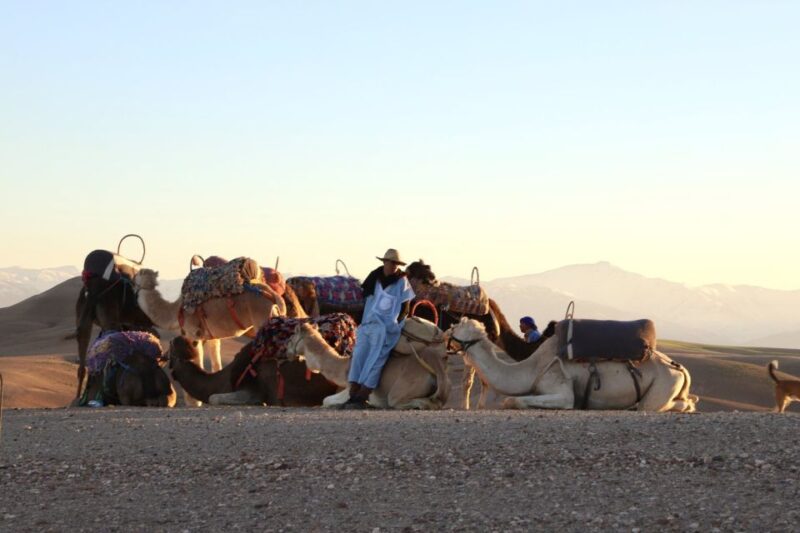 From Marrakech :Sunset Camel Ride in Agafay Desert - Captivating Desert Landscapes