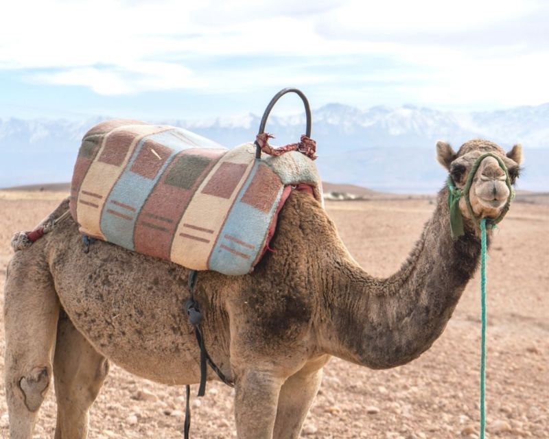 From Marrakech: Sunset Camel Ride in the Agafay Desert - Itinerary and Experience
