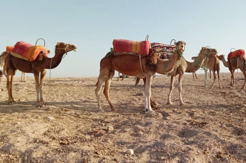 From Marrakech: Sunset Camel Ride in the Agafay Desert - Customer Ratings and Feedback