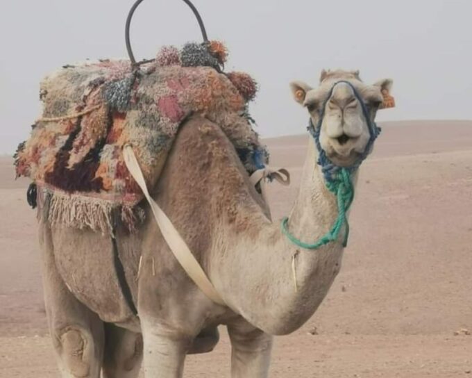 From Marrakech: Sunset Camel Ride in the Agafay Desert - Exploring the Agafay Desert