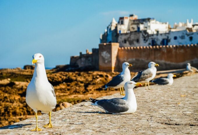 From Marrakesh: Essaouira Full-Day Trip - Exploring Essaouiras Vibrant Markets