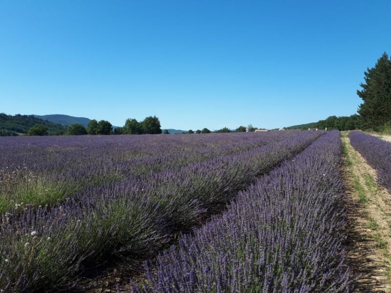 From Marseille Cruise Port : Valensole Lavender - Key Points