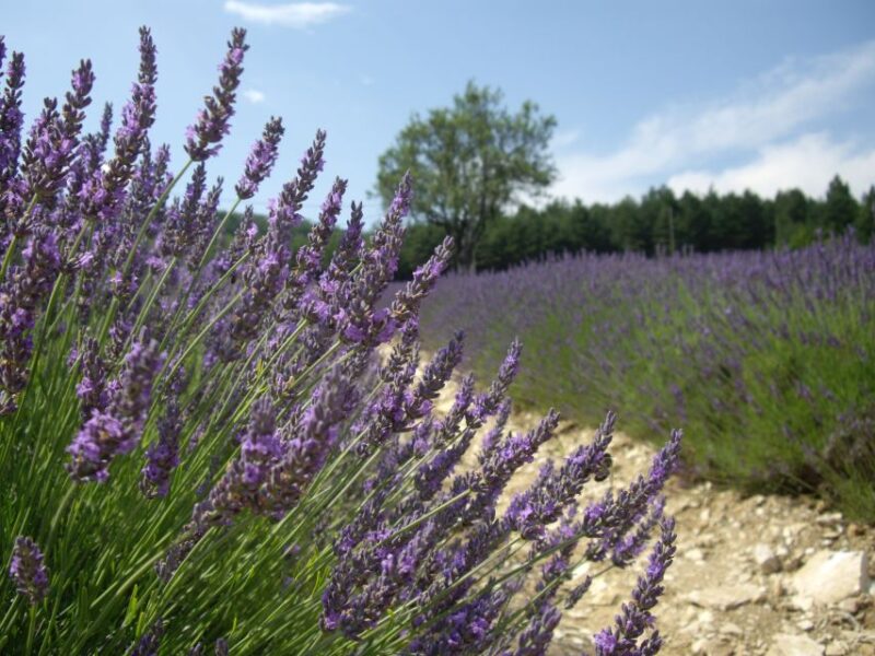 From Marseille Cruise Port : Valensole Lavender - Tour Experience