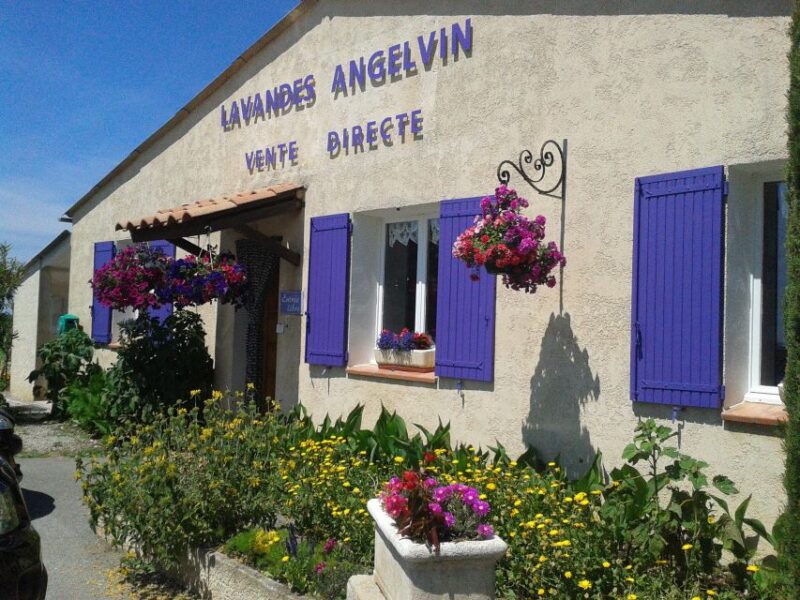 From Marseille Cruise Port : Valensole Lavender - Important Information