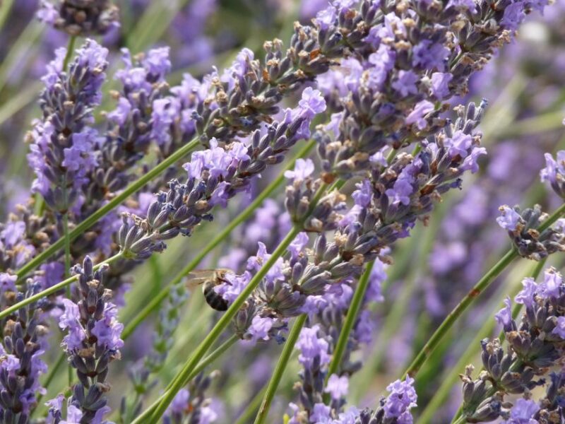 From Marseille Cruise Port : Valensole Lavender - Customer Reviews