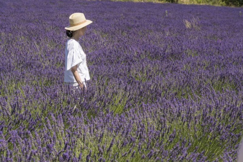 From Marseille: Lavender Full-Day Trip to Sault - Itinerary Highlights