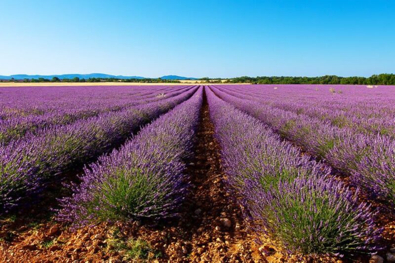 From Marseille: Valensole Lavender Full-Day Tour - Key Points
