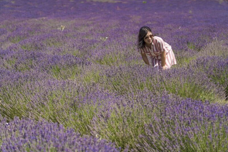 From Marseille: Valensole Lavender Full-Day Tour - Exploring Valensole Plateaus Lavender Fields