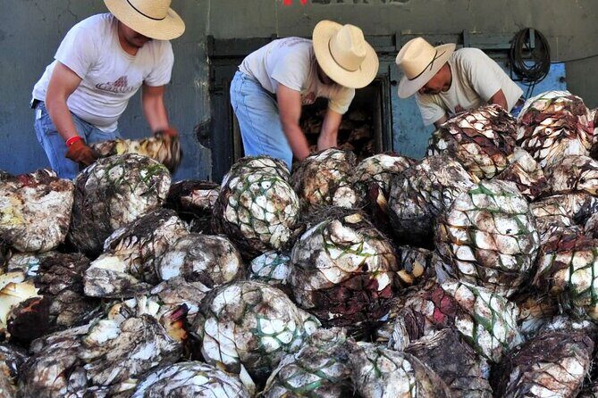 From Mazatlan - La Noria Artisan Tour The Blue Agave - The Journey Begins in Mazatlan
