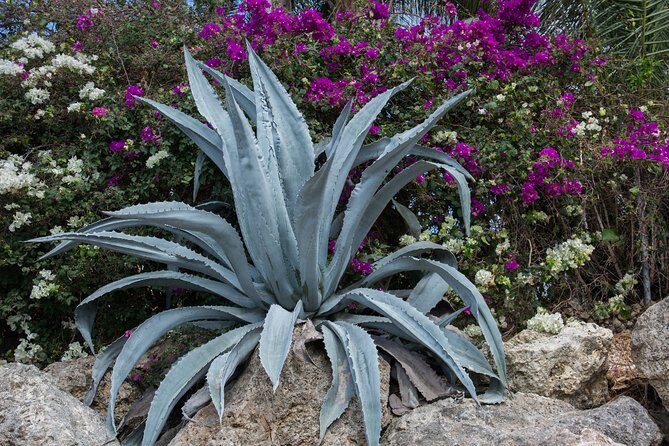 From Mazatlan - La Noria Artisan Tour The Blue Agave - Tasting Traditional Dishes