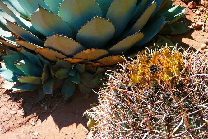 From Mazatlan - La Noria Artisan Tour The Blue Agave - Practical Details & Value