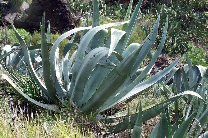 From Mazatlan - La Noria Artisan Tour The Blue Agave - Who Will Enjoy This Tour?