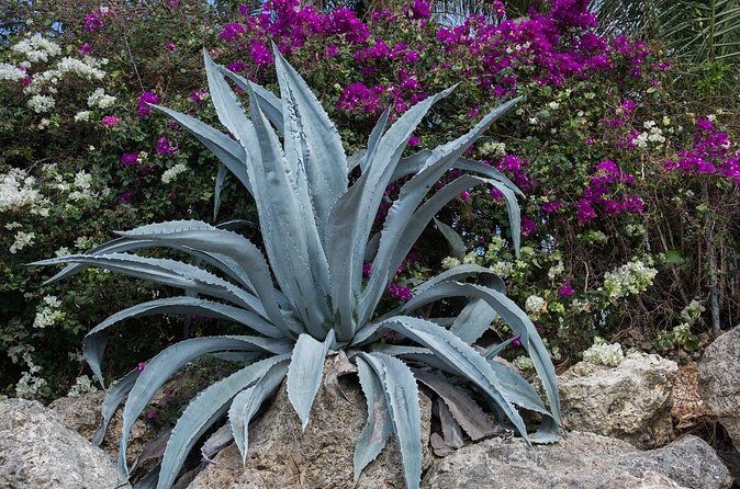 From Mazatlan - La Noria Artisan Tour The Blue Agave - FAQ