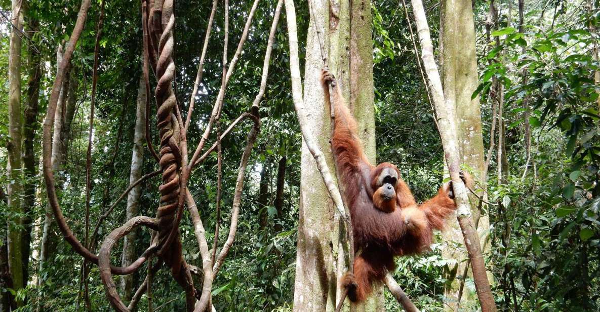 From Medan: 4-Day Tour to Bukit Lawang Including Jungle Trek - Key Points