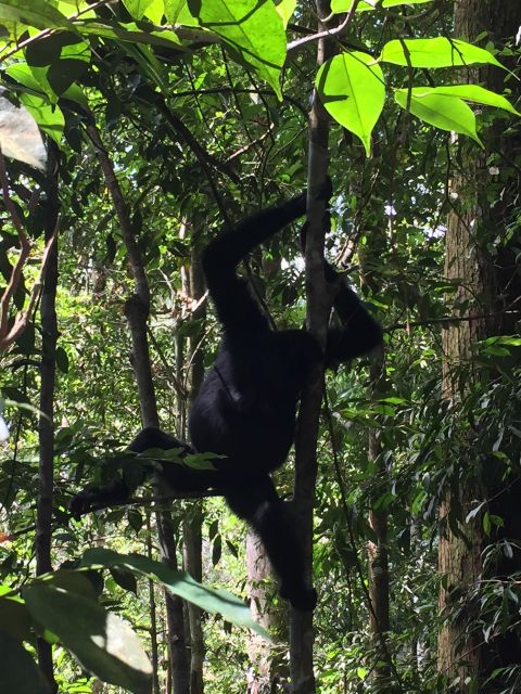 From Medan: 4-Day Tour to Bukit Lawang Including Jungle Trek - Pickup and Transfer