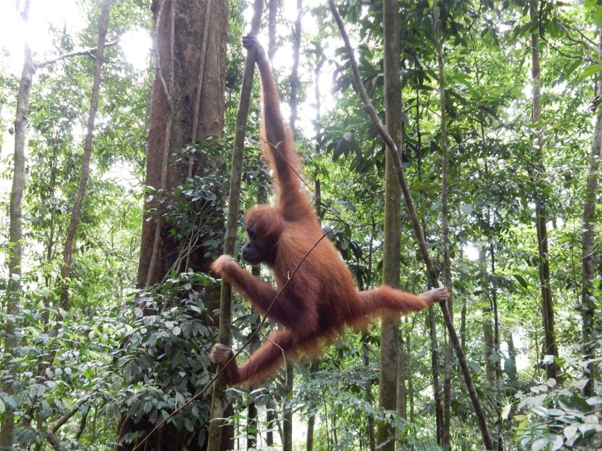 From Medan: 4-Day Tour to Bukit Lawang Including Jungle Trek - Jungle Trekking Experience