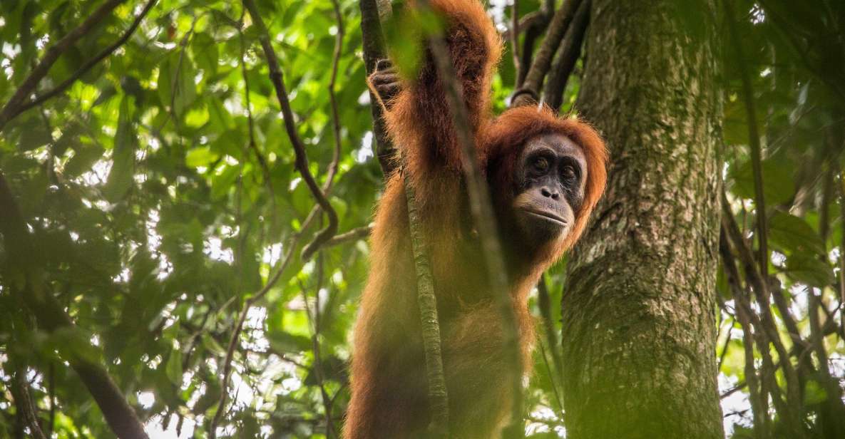 From Medan: Mount Leuser National Park Full-Day Trip - Key Points
