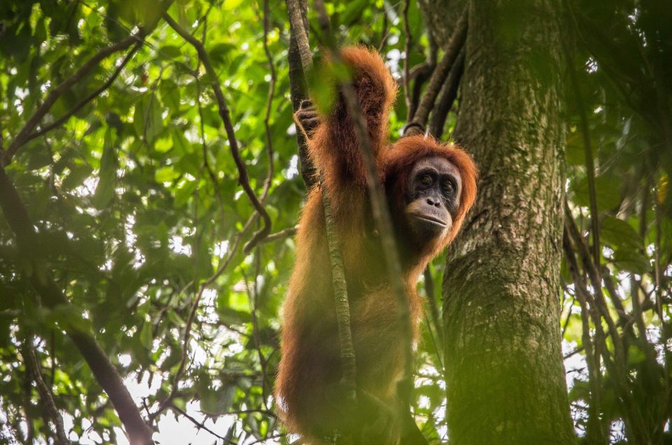 From Medan: Mount Leuser National Park Full-Day Trip - Exclusions and Restrictions