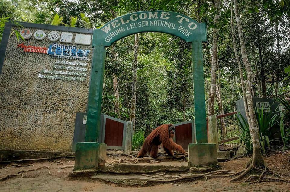 From Medan: Mount Leuser National Park Full-Day Trip - Return to Medan