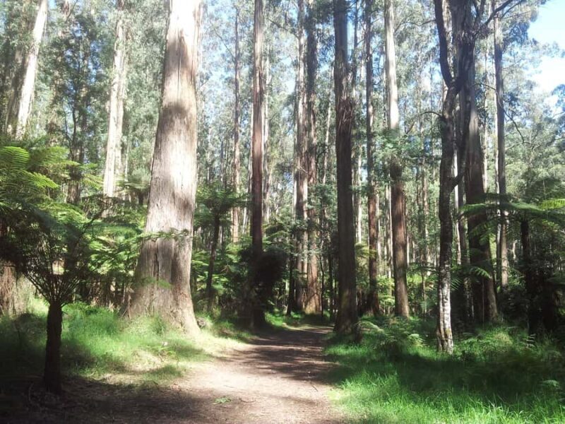 From Melbourne: Dandenong Ranges Private Day Tour - Key Points