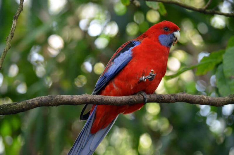 From Melbourne: Dandenong Ranges Private Day Tour - Practical Details and Value