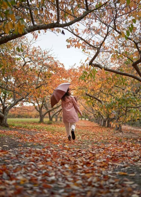 From Melbourne: Dandenong Ranges Private Day Tour - FAQs