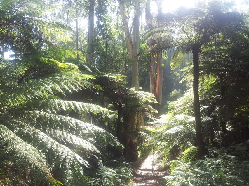 From Melbourne: Dandenong Ranges Private Day Tour - Customer Reviews