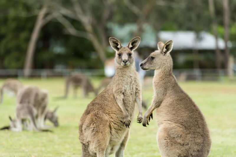 From Melbourne Grampians National Park Kangaroos Guided Tour - Key Points