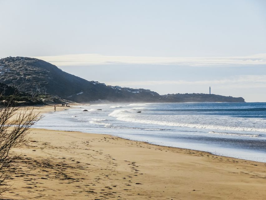 From Melbourne: Great Ocean Road, 12 Apostles, Wildlife Tour - Tour Highlights