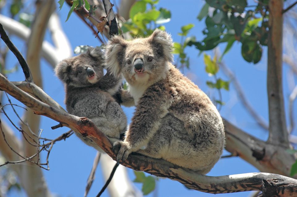 From Melbourne: Great Ocean Road, 12 Apostles, Wildlife Tour - Customer Reviews
