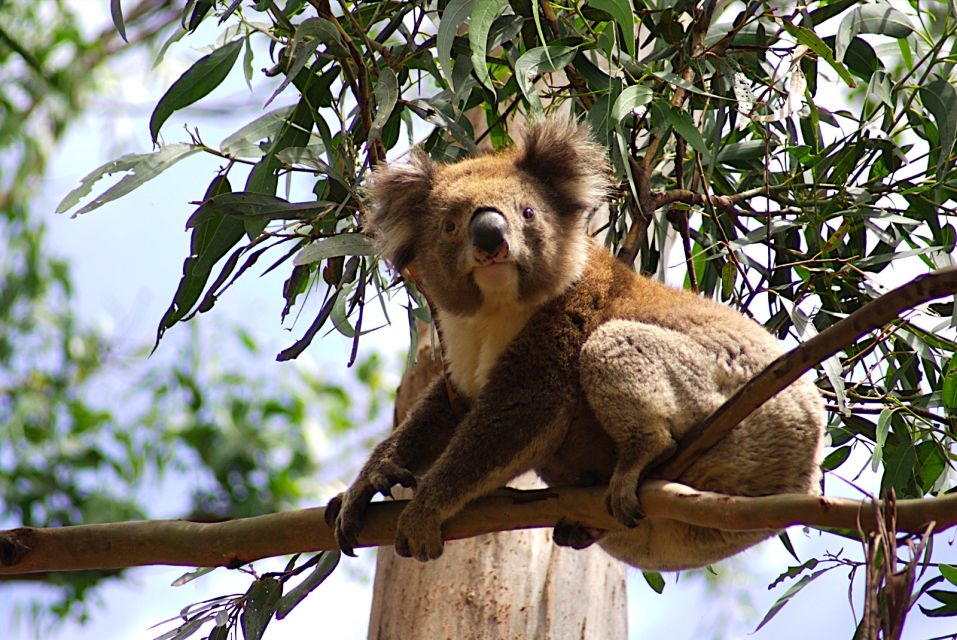 From Melbourne: Great Ocean Road Full-Day Guided Trip - Inclusions