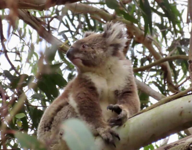 From Melbourne: Great Ocean Road Premium Tour in Reverse - FAQ