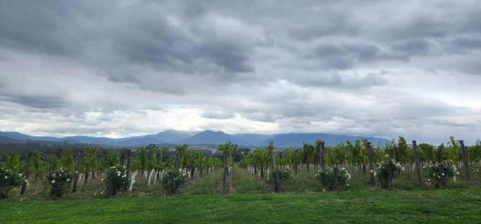 From Melbourne: Mt Buller Snow And Ski Roundtrip Transport - Key Points