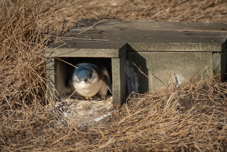 From Melbourne: Penguin Parade Afternoon Tour - Booking Information