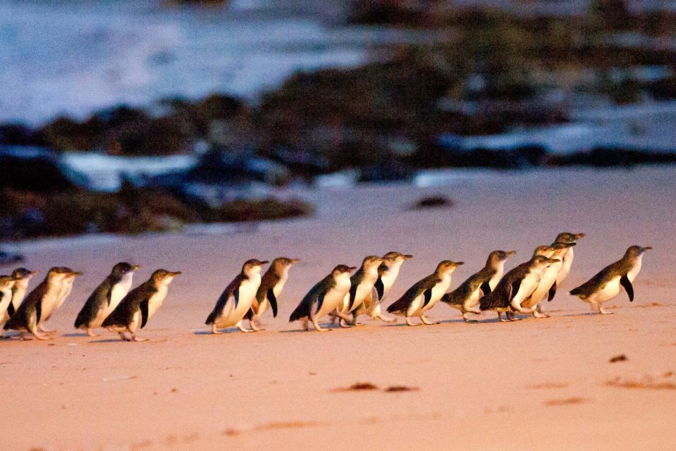 From Melbourne: Penguin Parade and Koalas Tour - Key Points