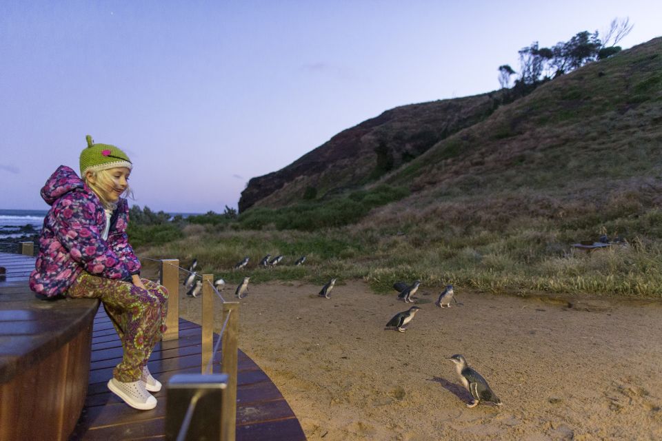 From Melbourne: Penguin Parade and Koalas Tour - Important Information
