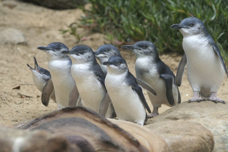 From Melbourne: Penguin Parade and Koalas Tour - Customer Reviews