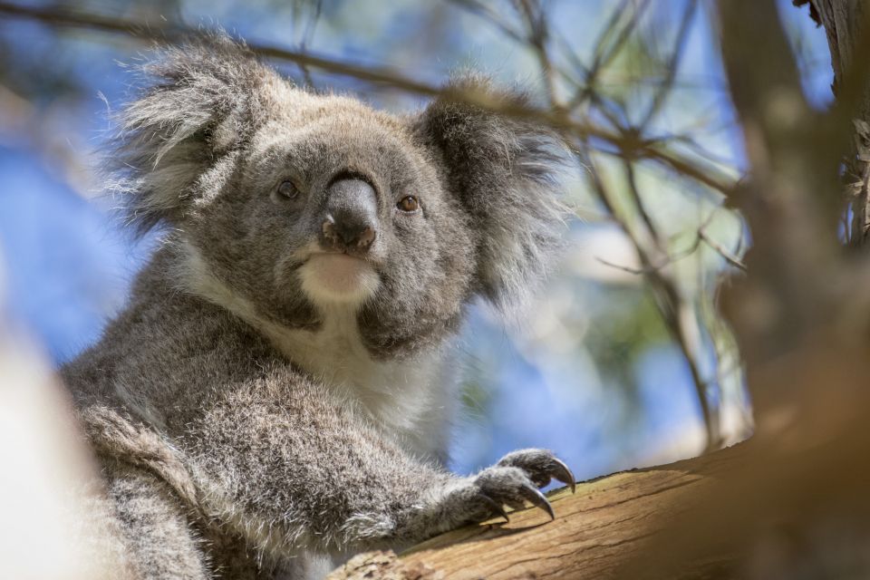 From Melbourne: Penguin Parade and Koalas Tour - Meeting Point