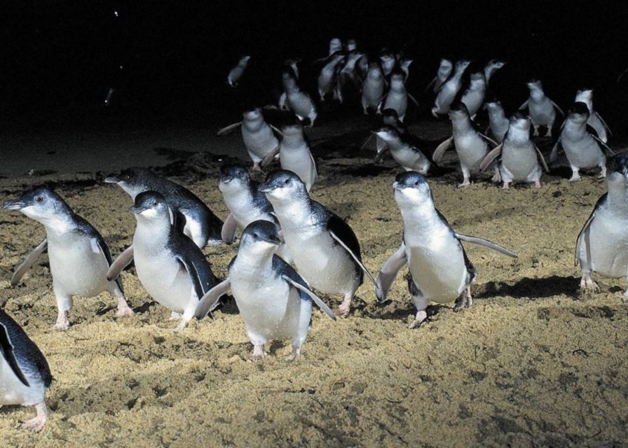 From Melbourne: Penguin Parade, Koalas & Kangaroos - Itinerary Highlights