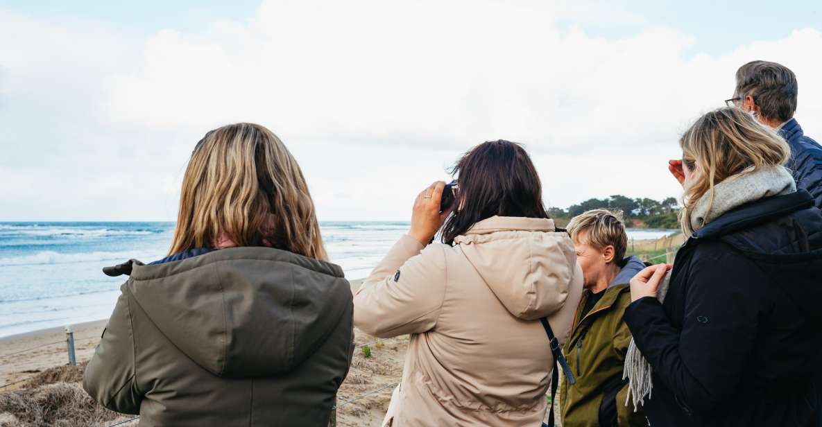 From Melbourne: Penguin Parade, Koalas & Kangaroos - Experience Highlights