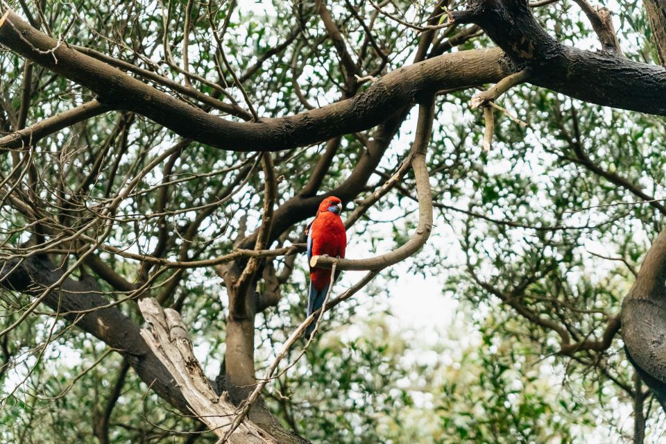 From Melbourne: Penguin Parade, Koalas & Kangaroos - Customer Reviews