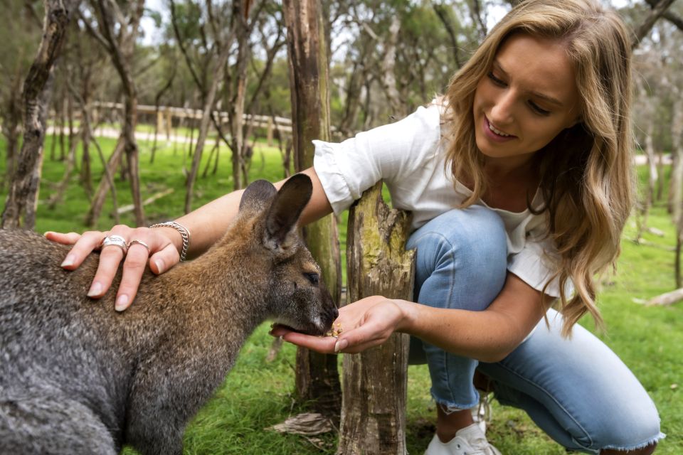 From Melbourne: Penguins and Wildlife Nature Day Tour - Experience Highlights