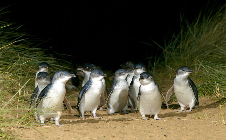 From Melbourne: Penguins and Wildlife Nature Day Tour - Customer Reviews
