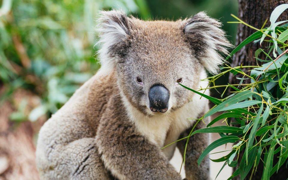 From Melbourne: Phillip Island Eco Wildlife Tour - Reviews