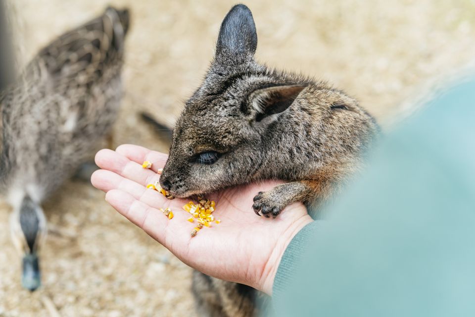 From Melbourne: Phillip Island Eco Wildlife Tour - Frequently Asked Questions
